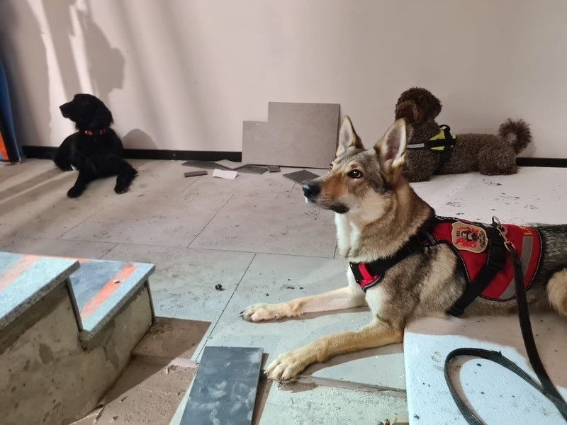 Trening psów ratowniczych na jednej z budów Grupy INBUD Bielsko
